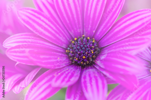 Purple chrysanthemum with blurred pattern background