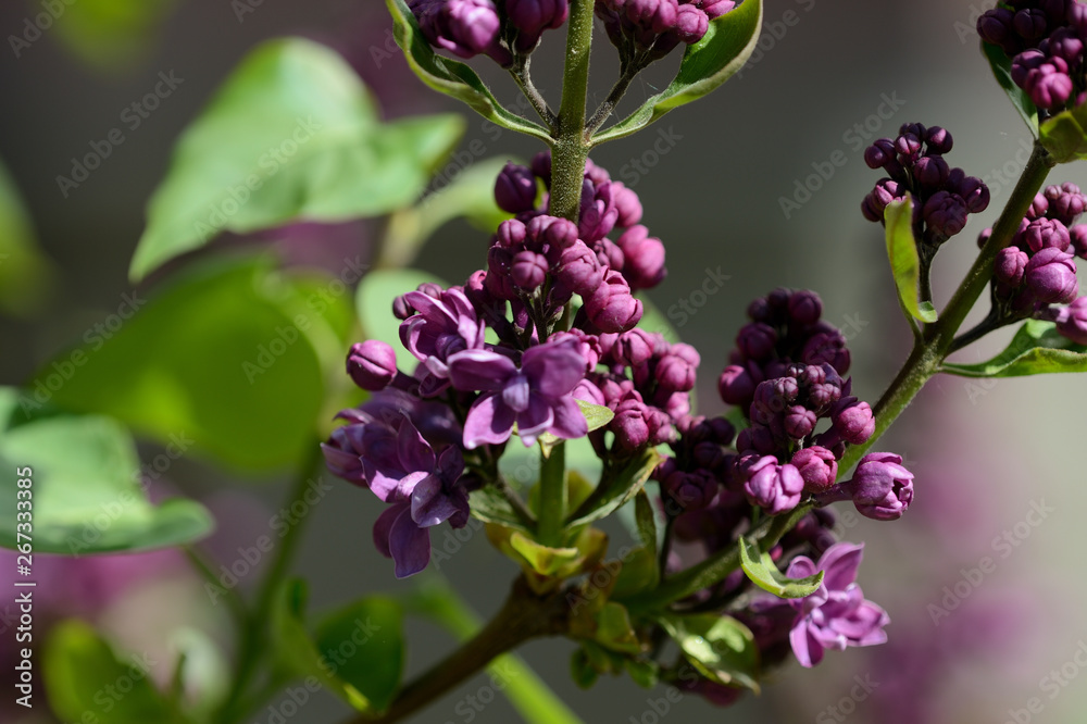 Lilac bush starts to bloom in the garden on a bright spring day Lilac bush starts to bloom in the garden on a bright spring day