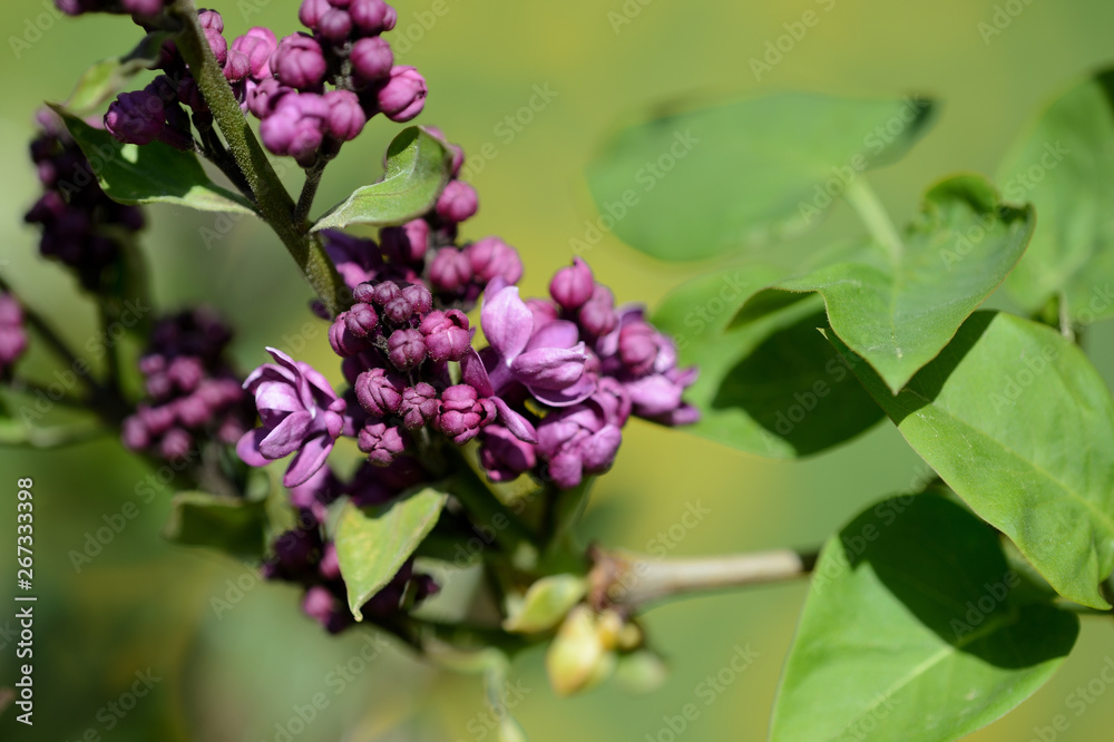 Lilac bush starts to bloom in the garden on a bright spring day Lilac bush starts to bloom in the garden on a bright spring day