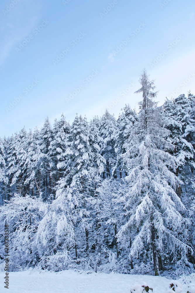 Winter morning in the forest.