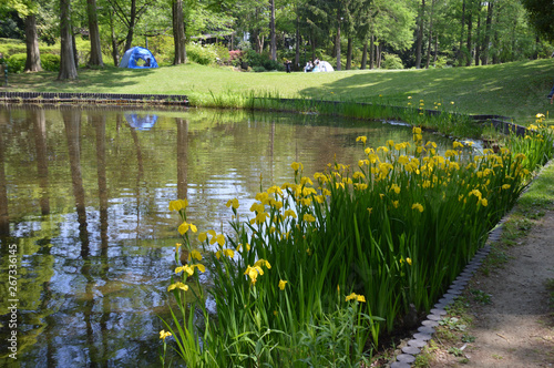 キショウブの花が咲く池の周りに、芝生の広場や木陰を作る大木がある公園の風景