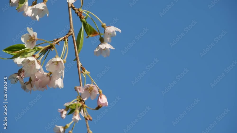 Cherry Blossom Cherry Blossom