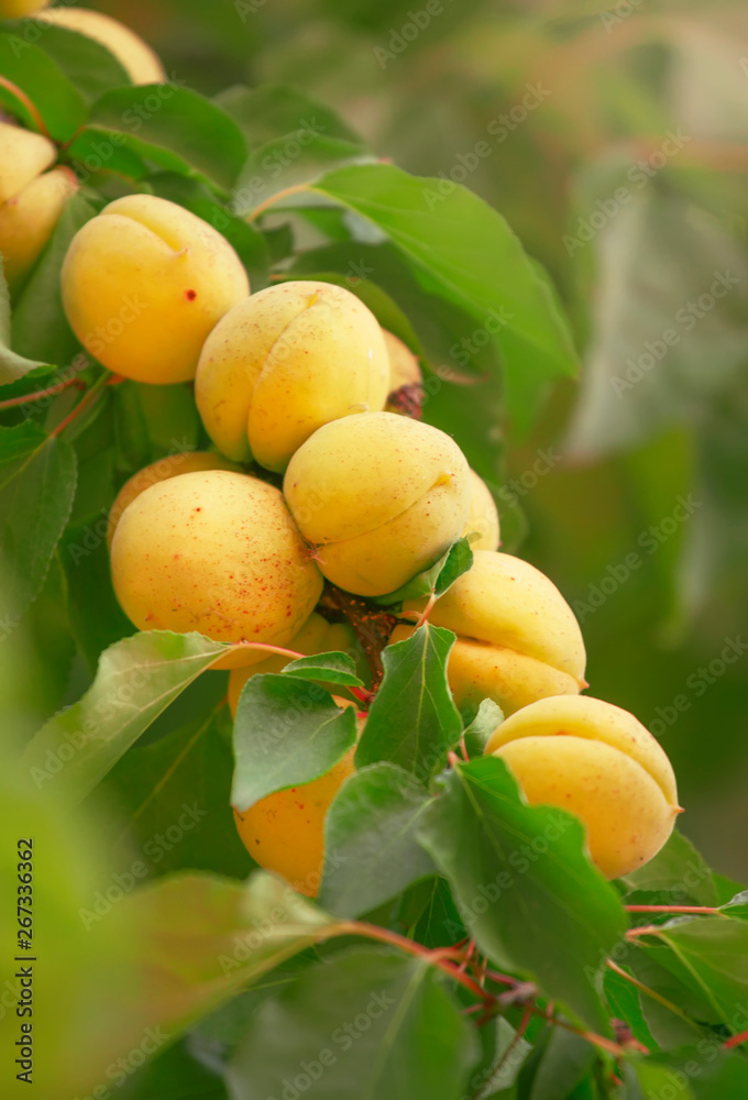 Apricots on tree branch, summer fruit harvest, natural background, selective focus