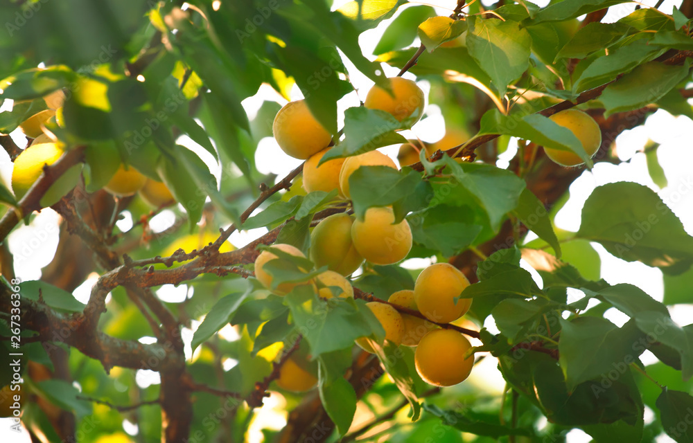 Apricots on tree branch, summer fruit harvest, natural background, selective focus Apricots on tree branch, summer fruit harvest, natural background, selective focus
