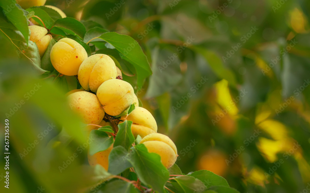 Apricots on tree branch, summer fruit harvest, natural background, selective focus