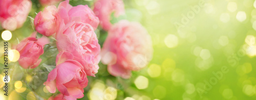 Foto Pink roses on natural green background, summer landscape, banner format