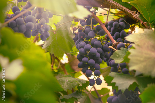 Blue grapes on the vine, wine variety in the vineyard, summer natural background, selective focus photo