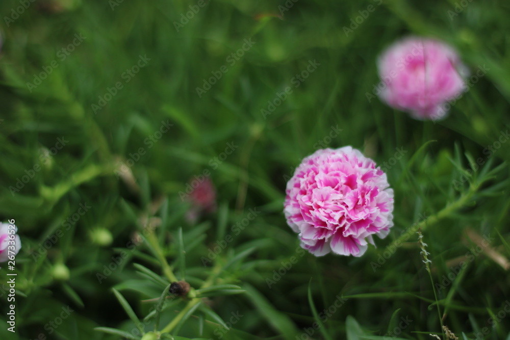 Fototapeta premium pink flower in the garden