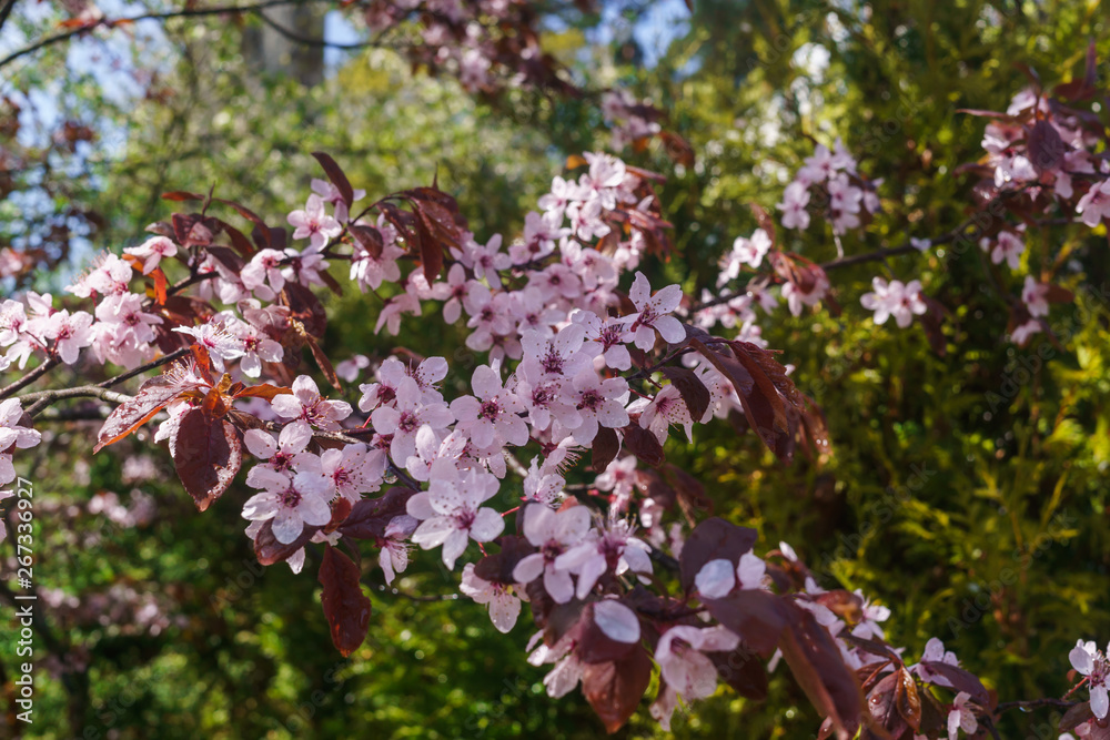 Cherry branches with pink flowers against a blue sky in early spring.