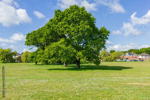 A view of beautiful European chestnut trees in a park with grass around them under a majestic blue sky