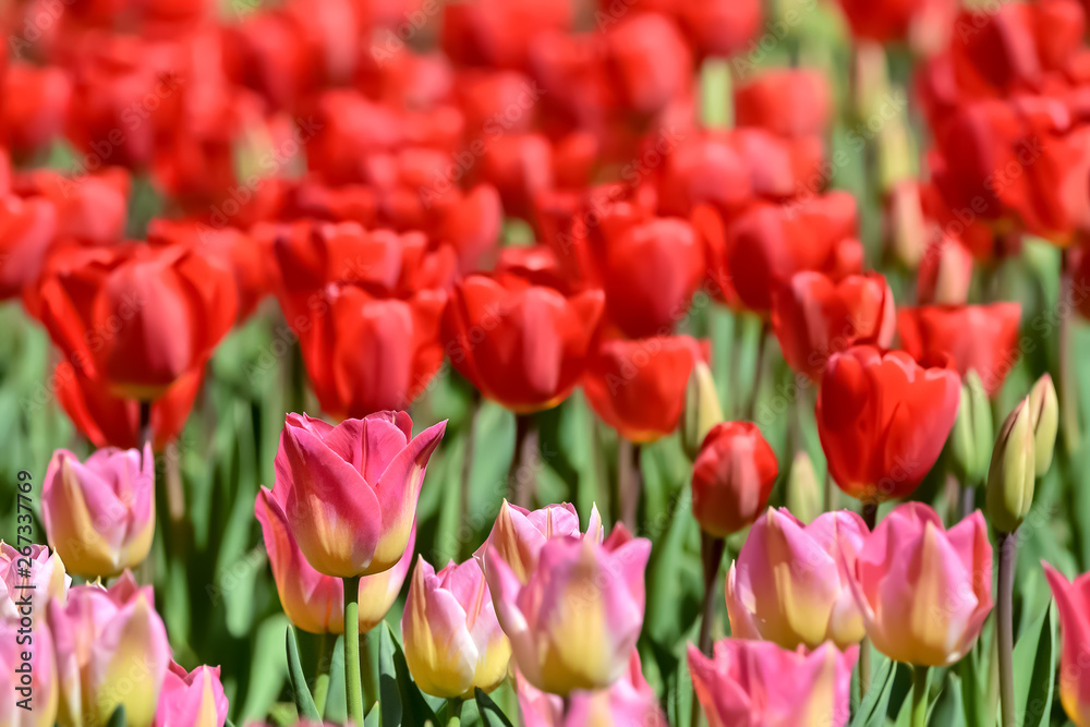 美しいチューリップの花