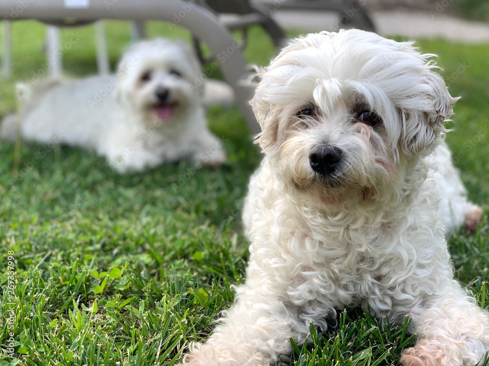 Two Maltese sit on the lawn