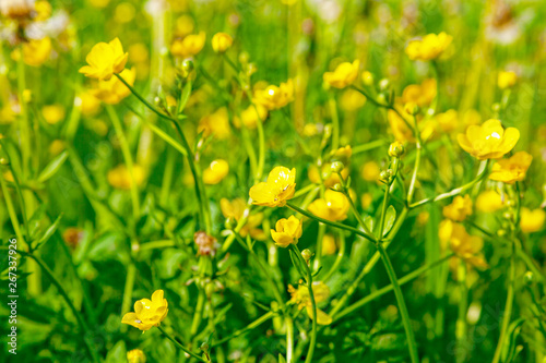 Bright flowers of a yellow dandelion in a field.