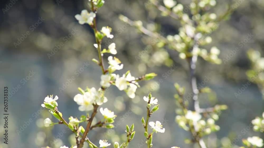 cherry blossoms in spring in the garden