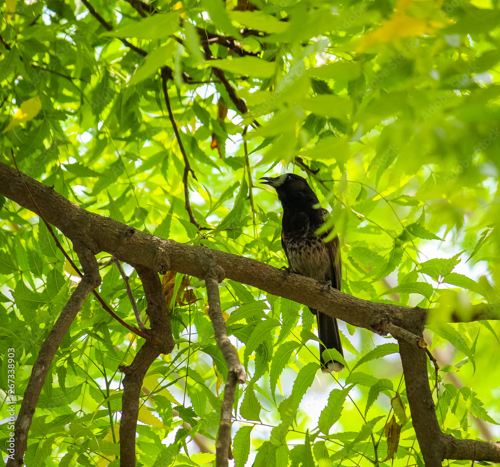 bird on branch bird on branch