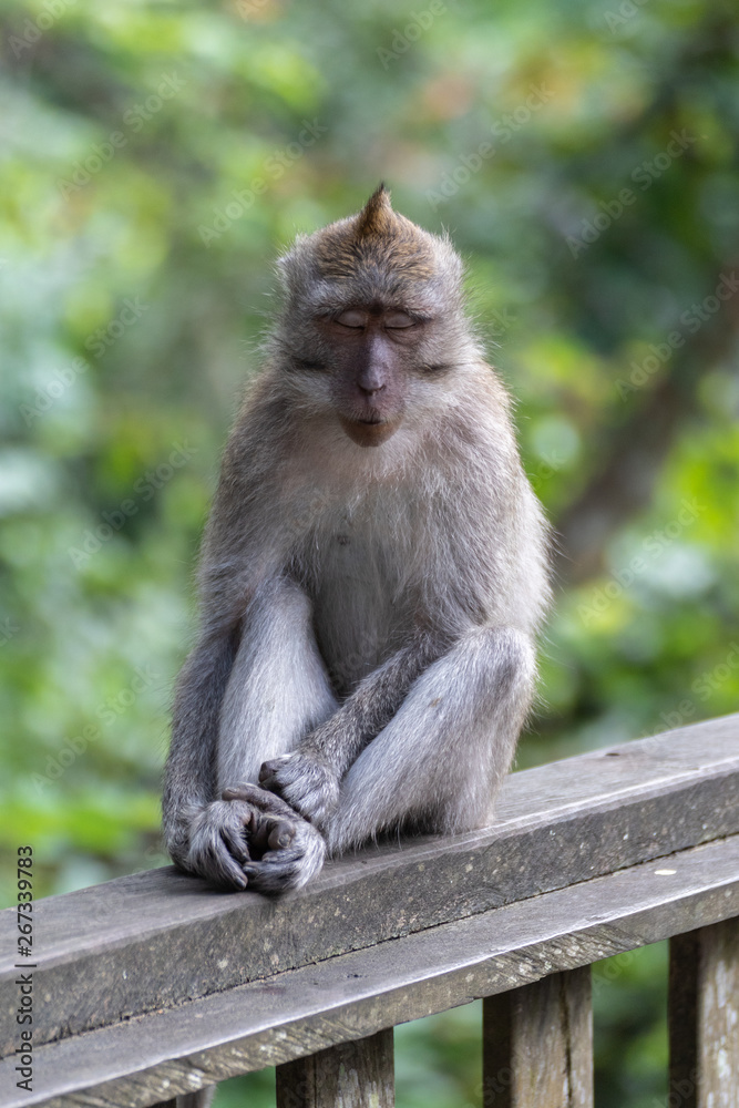 Obraz premium Monkey Forest Bali