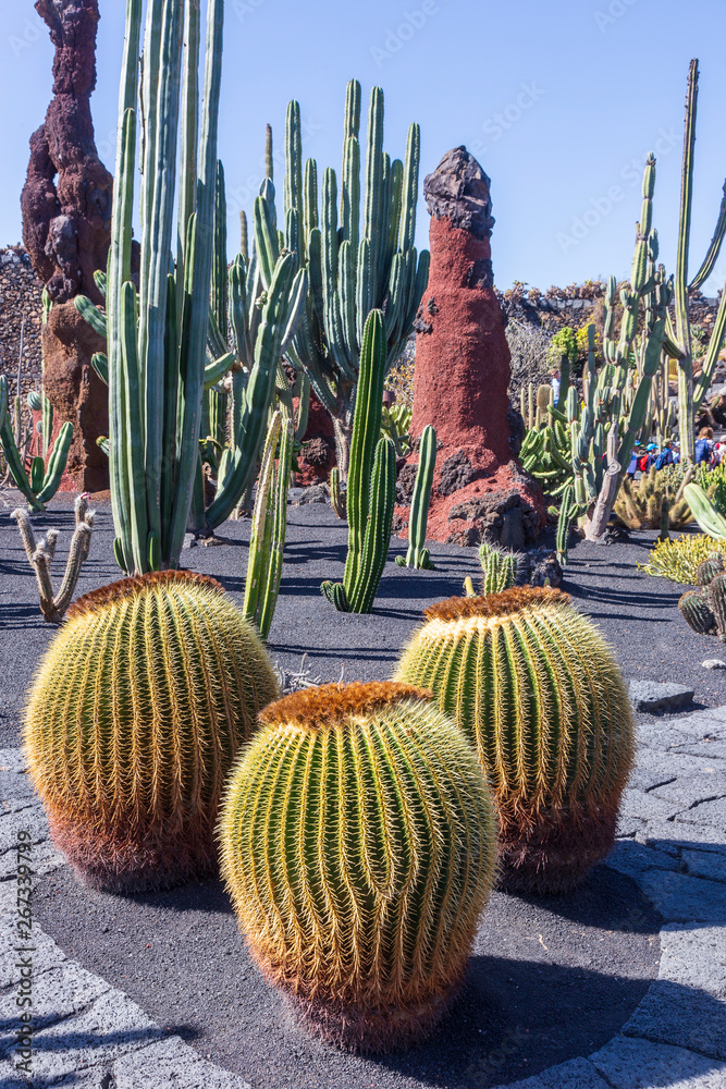 Guatiza, Spain, 03-15-2019.  Cactus garden, jardin de cactus at Guatiza. Lanzarote. Canary islands. Spain.