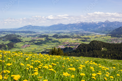 L  wenzahnwiese mit panorama Blick auf Allg  uer Landschaft