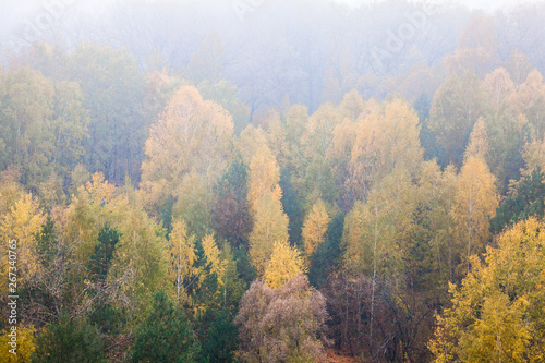 Deciduous forest in the autumn foggy day