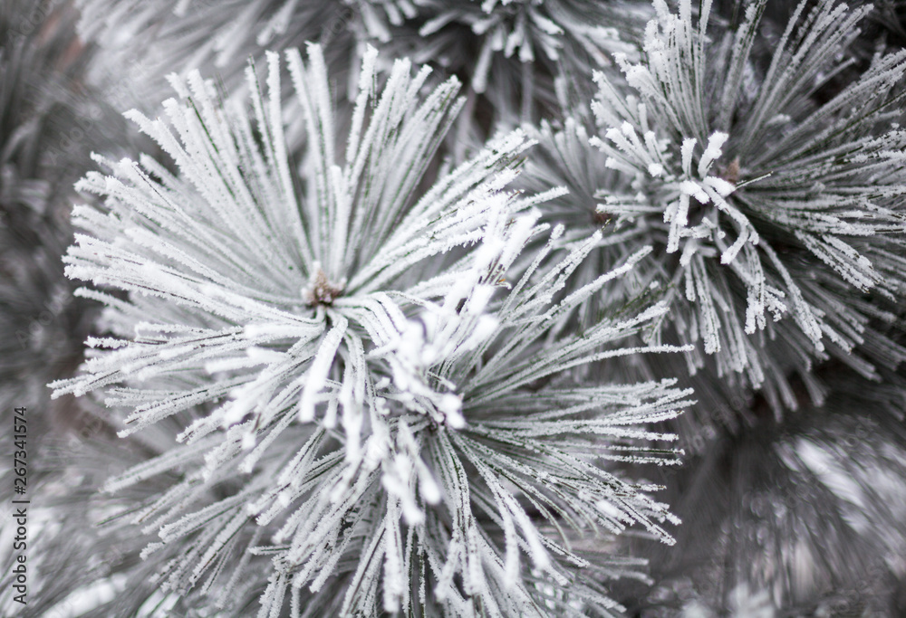 Coniferous branches covered with hoarfrost Coniferous branches covered with hoarfrost