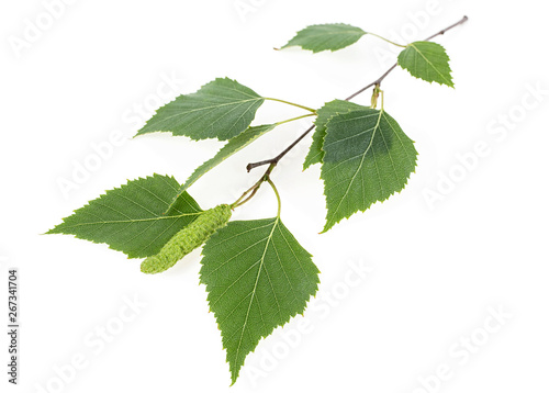 Green birch buds and leaves isolated on white background