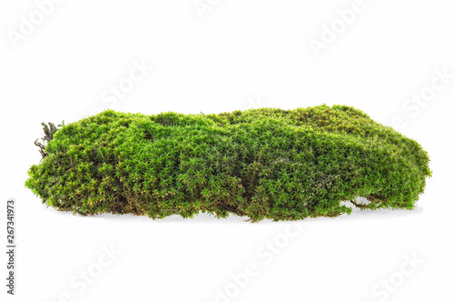 Green moss isolated on a white background. Forest moss.