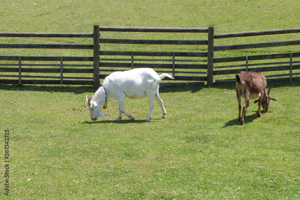 Obraz premium ヤギ