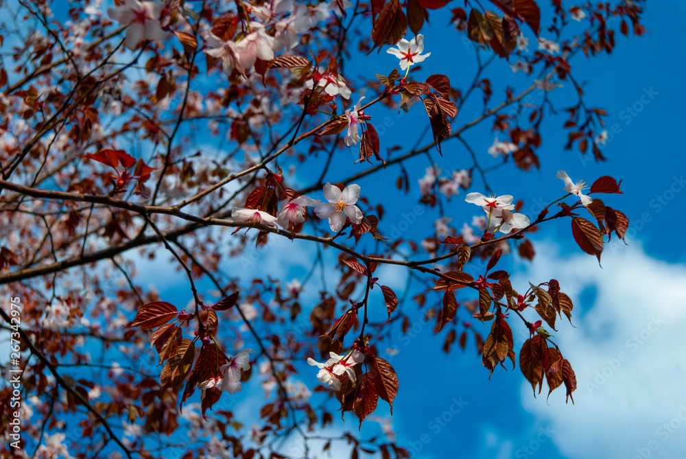 Beautiful pink and white cherry blossoms (Sakura) in the sunny summer morning Beautiful pink and white cherry blossoms (Sakura) in the sunny summer morning