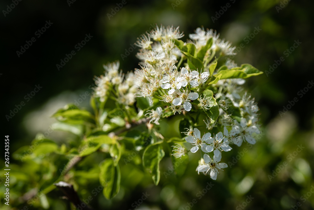 Fleurs blanches dans les buissons au printemps Fleurs blanches dans les buissons au printemps