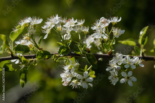 Fleurs blanches dans les buissons au printemps