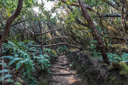 The trail in the rain forest