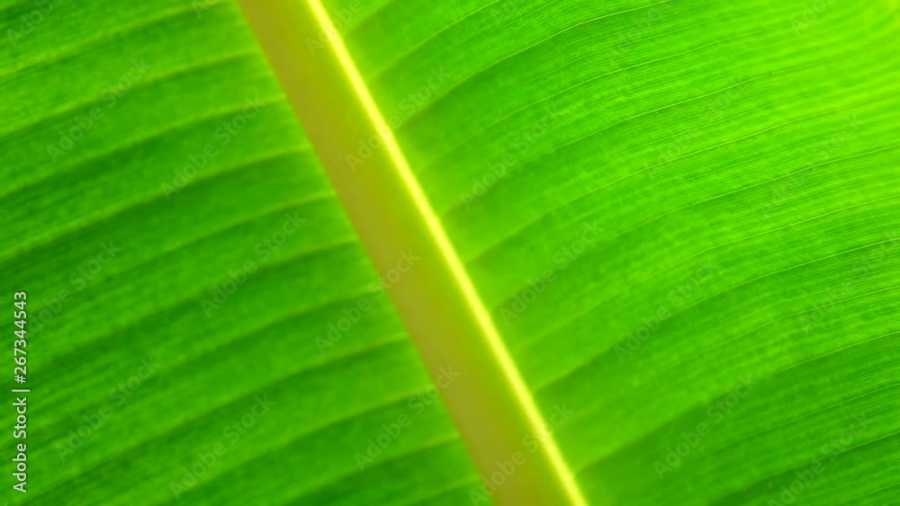 4K green banana leaf texture and backgound 4K green banana leaf texture and backgound