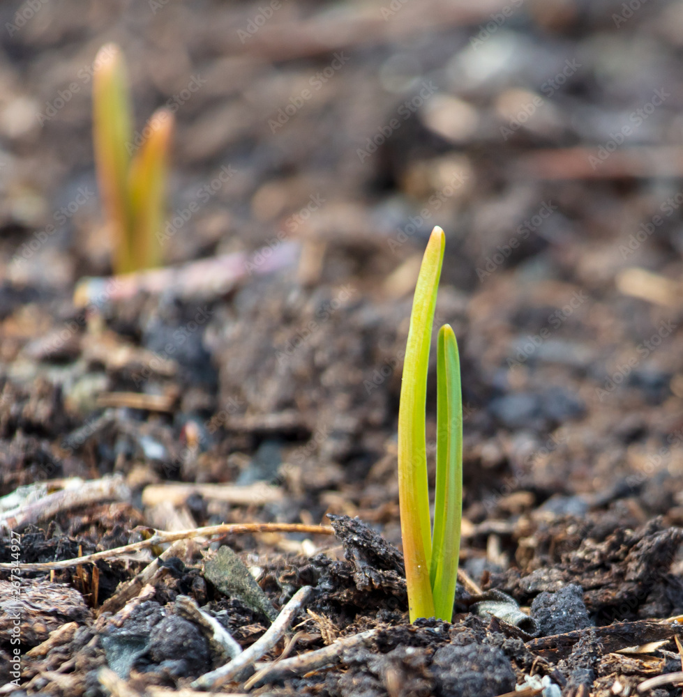 Garlic grows from the ground in spring Garlic grows from the ground in spring