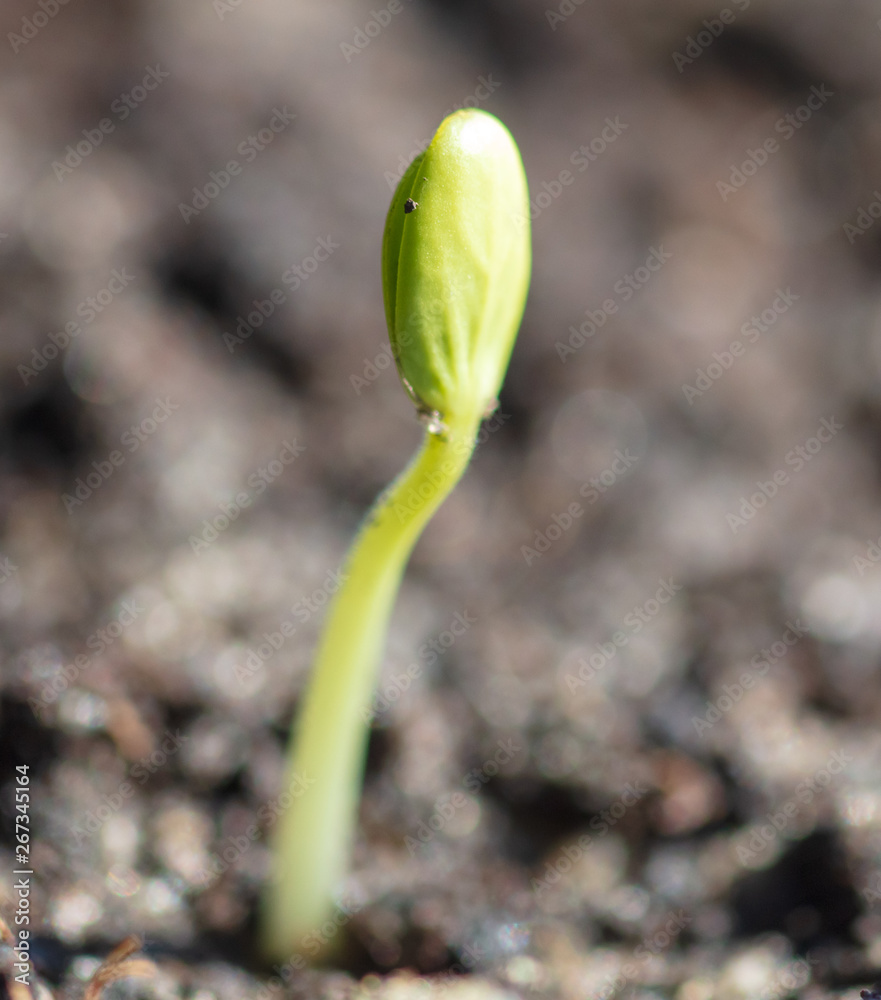 A small watermelon plant sprouts from the ground A small watermelon plant sprouts from the ground