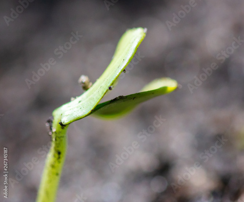 A small watermelon plant sprouts from the ground