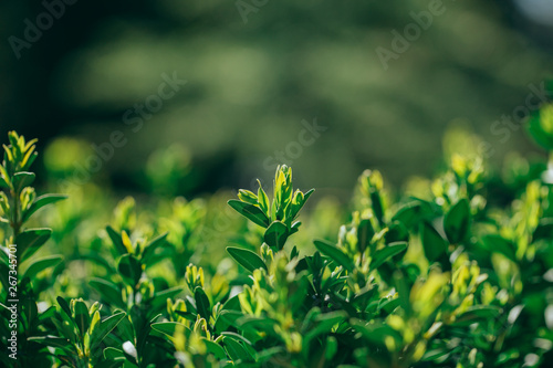 hedge buxus new spring shoots close up view