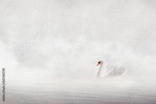 Fototapeta Naklejka Na Ścianę i Meble -  white swan on the lake