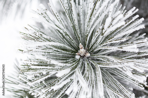 Coniferous branches covered with hoarfrost