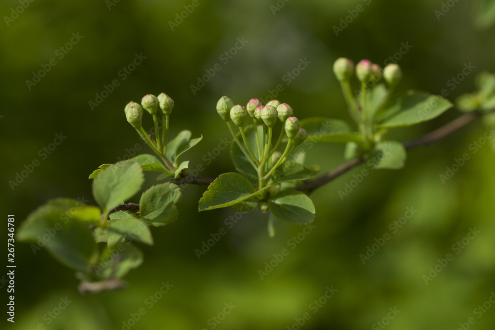buds and leafs on bush in spring buds and leafs on bush in spring