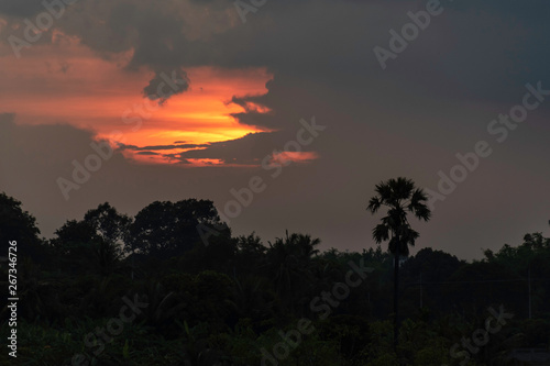 Silhouette of coconut palm tree at sunset © sushi7688