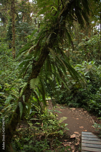 Hiking track in Bosque Nuboso NP near Santa Elena in Costa Rica