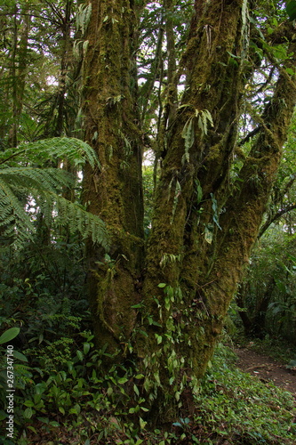 Trees in Bosque Nuboso NP near Santa Elena in Costa Rica