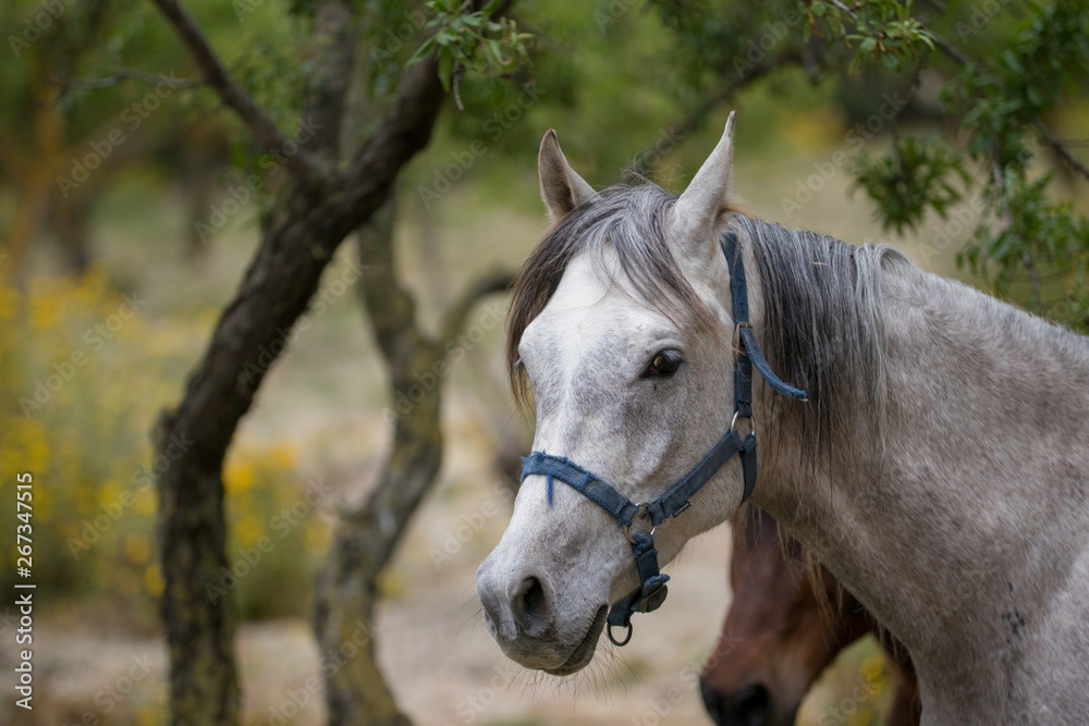 Naklejka premium White horse grazing in Sicily