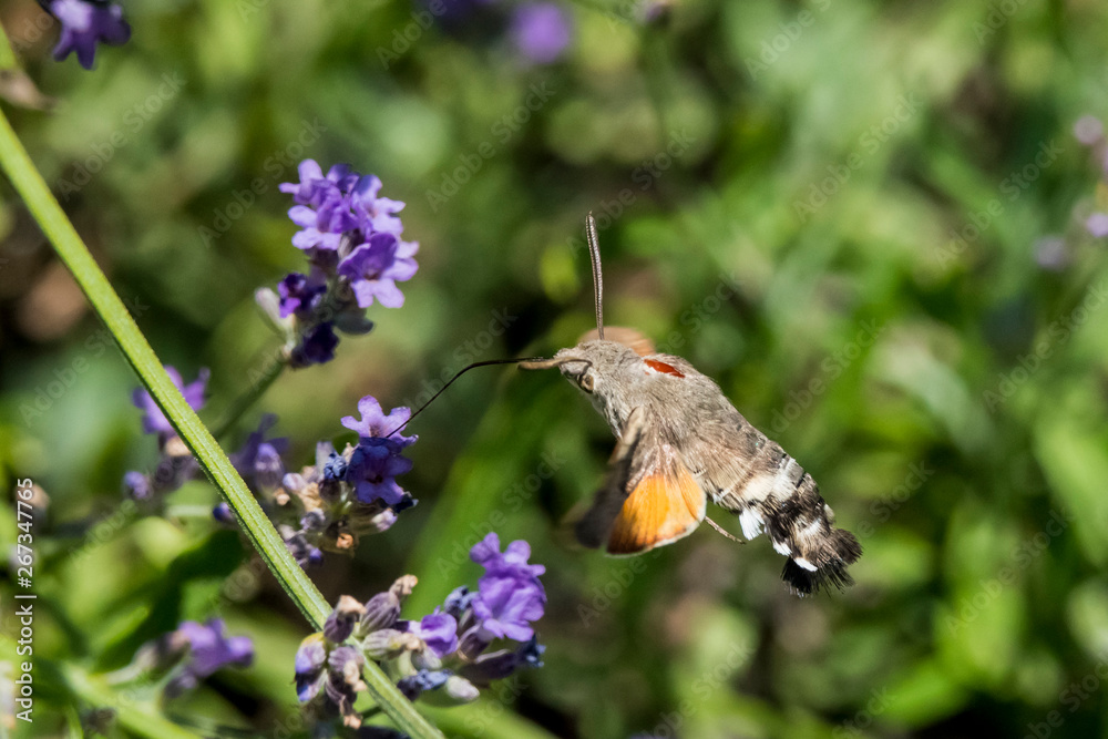 Fototapeta premium Taubenschwänzchen im Flug am Lavendel
