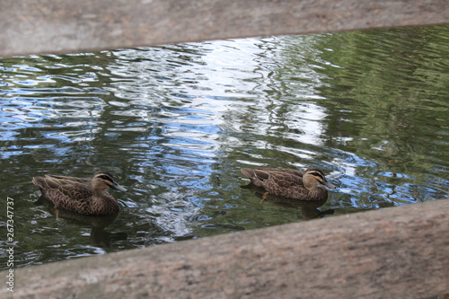 ducks in a billabong, adelaide,australia