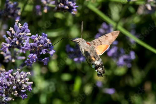 Taubenschwänzchen im Flug am Lavendel