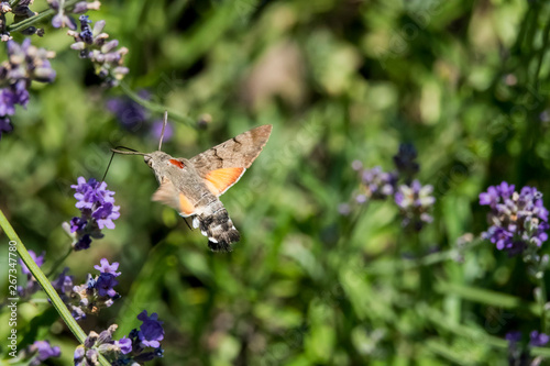 Taubenschwänzchen im Flug am Lavendel