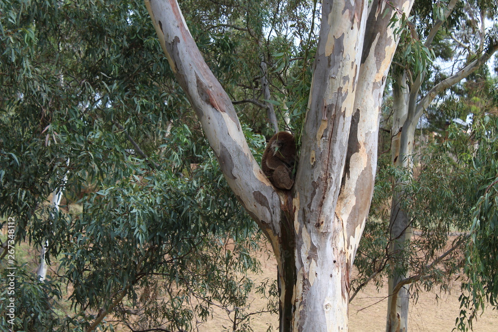 sleepy koala in a gum tree