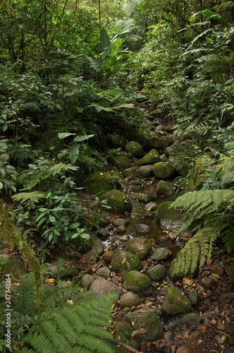 Creek in Bosque Nuboso NP near Santa Elena in Costa Rica