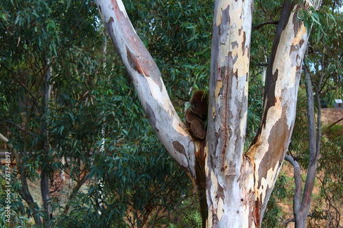 sleepy koala in a gum tree